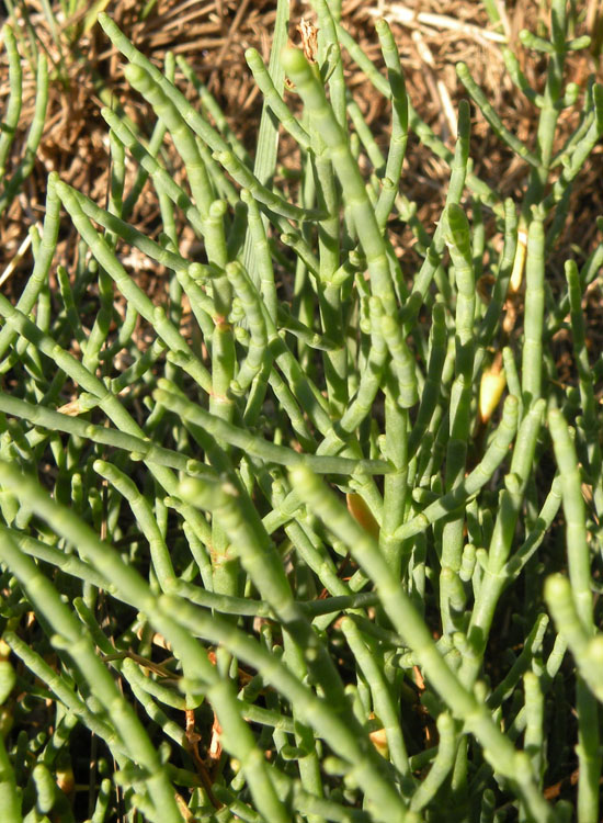 Saline di Cervia: Salicornia o Arthrocnemum?